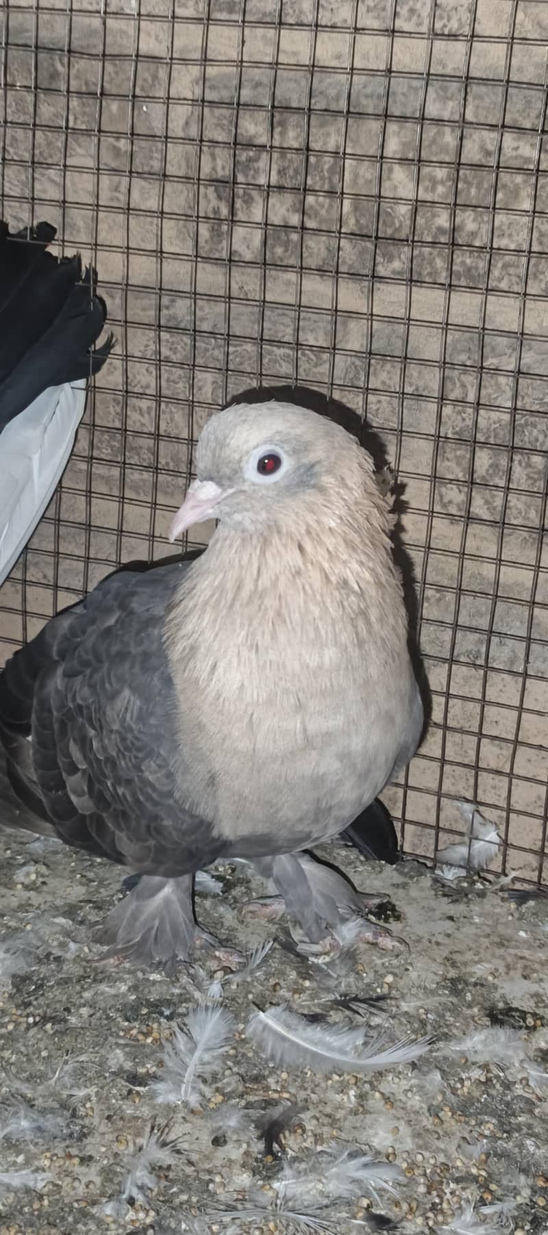 Breeder Pair Available 1