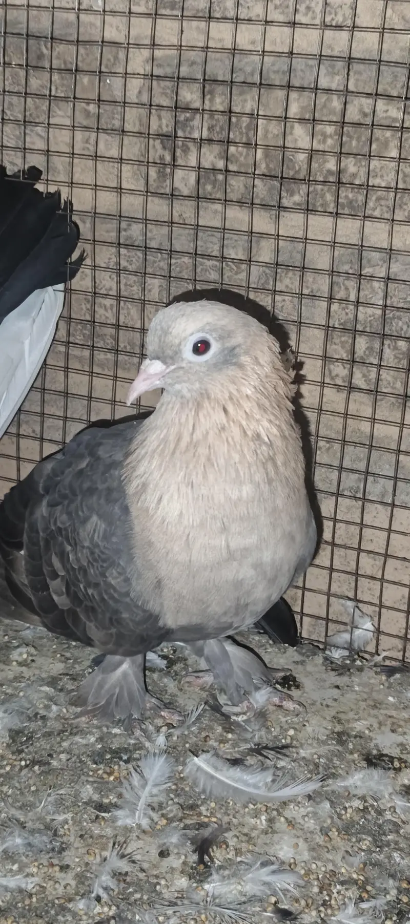 Breeder Pair Available — photo 2