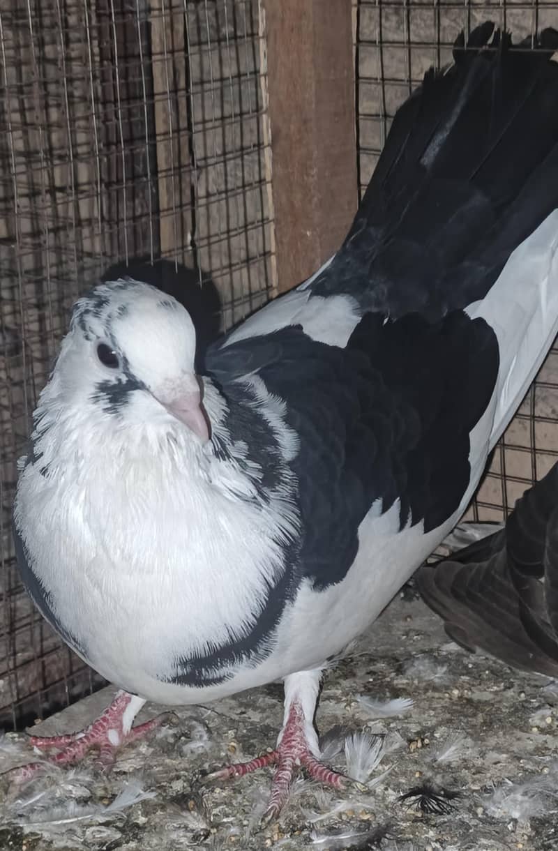 Breeder Pair Available 2