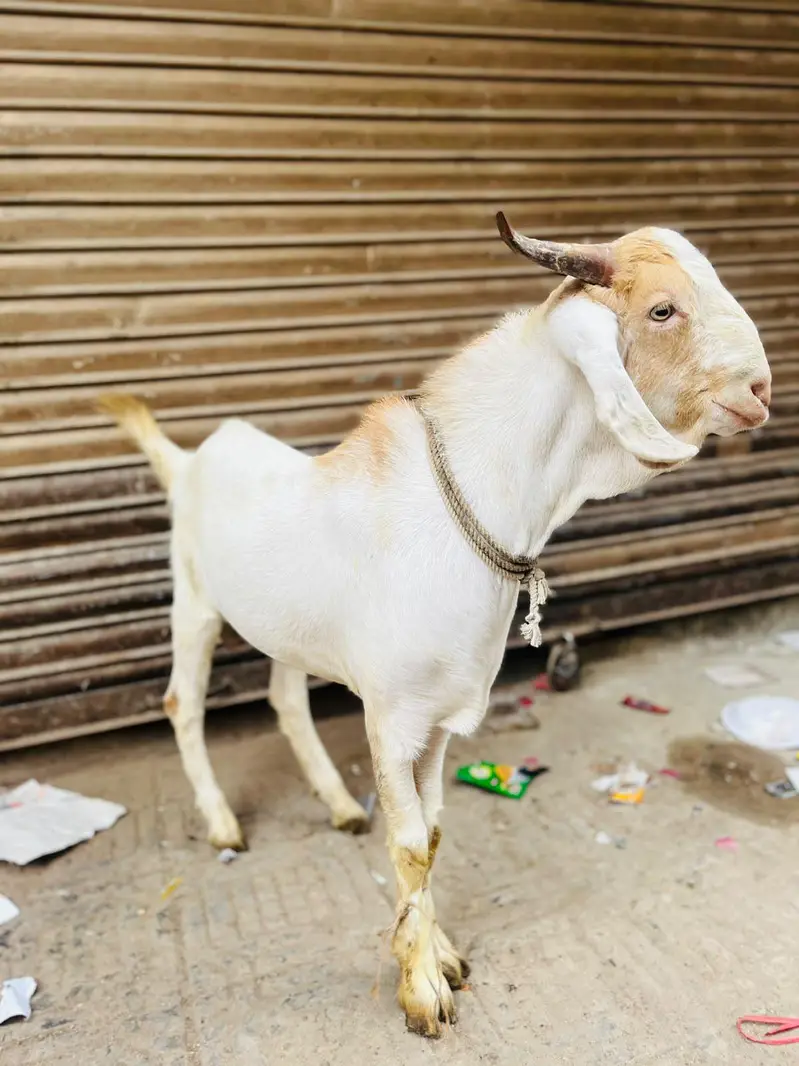 bara Bakra he. . . video mil jayegi visit bhi kar skte he . . . . Rate final — photo 2
