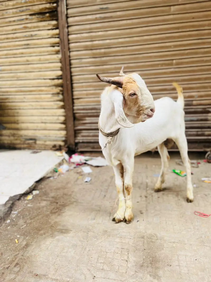 bara Bakra he. . . video mil jayegi visit bhi kar skte he . . . . Rate final — photo 4