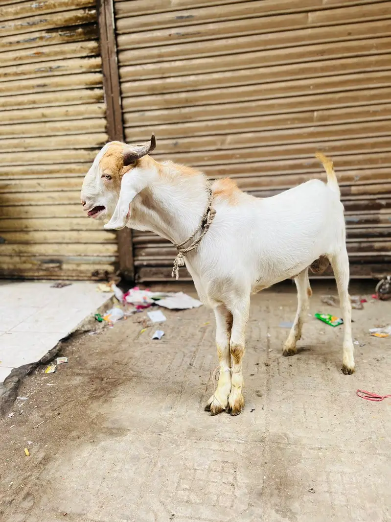 bara Bakra he. . . video mil jayegi visit bhi kar skte he . . . . Rate final — photo 5