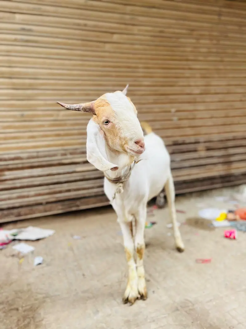 bara Bakra he. . . video mil jayegi visit bhi kar skte he . . . . Rate final — photo 6