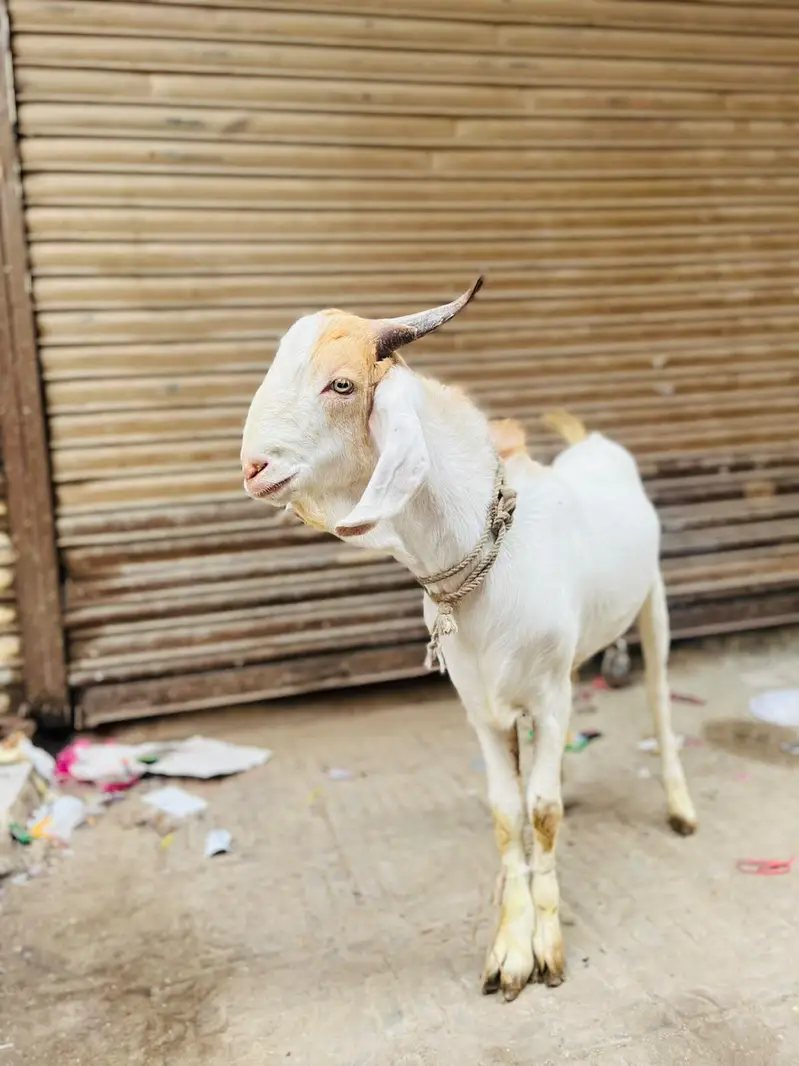bara Bakra he. . . video mil jayegi visit bhi kar skte he . . . . Rate final — photo 7