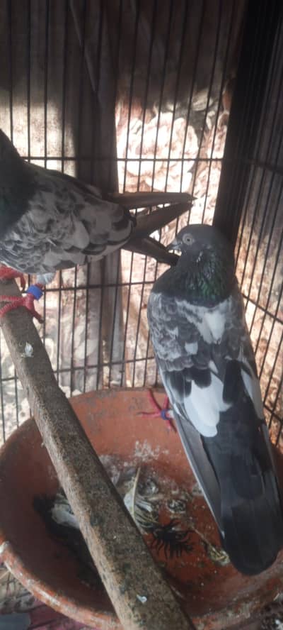 jaldar teddy pair for sale