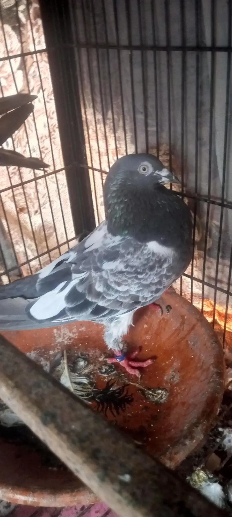 jaldar teddy pair for sale — photo 2