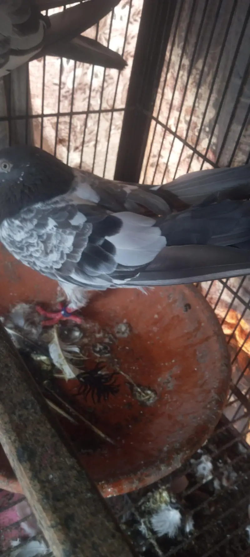jaldar teddy pair for sale — photo 3