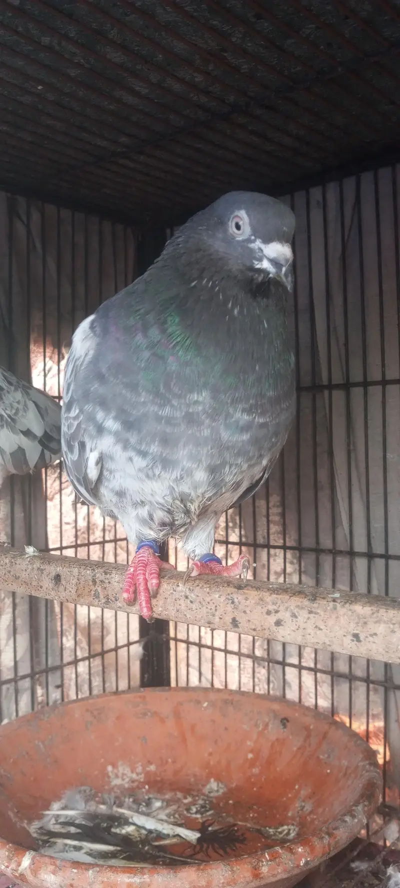 jaldar teddy pair for sale — photo 4