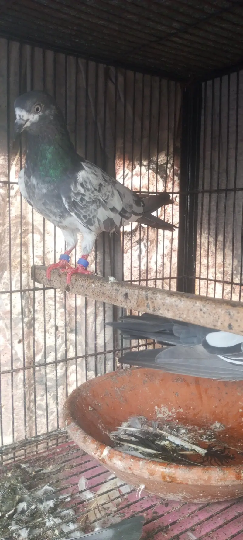jaldar teddy pair for sale — photo 5
