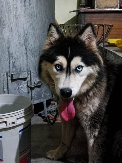 SIBERIAN HUSKY DOGS