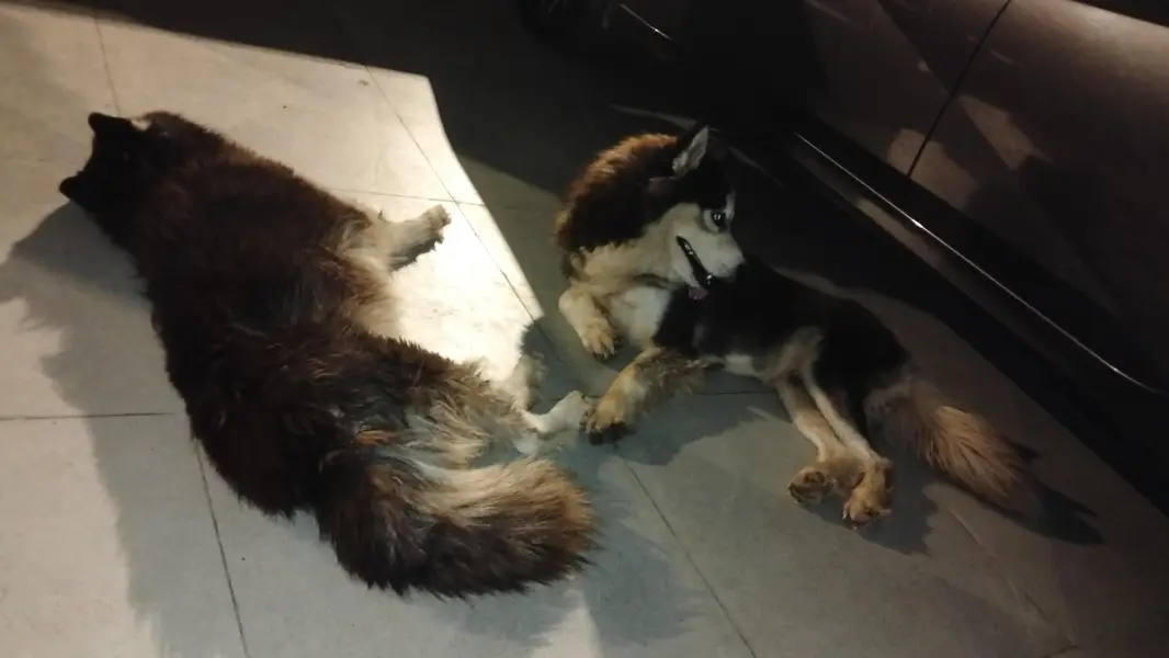 SIBERIAN HUSKY DOGS — photo 2