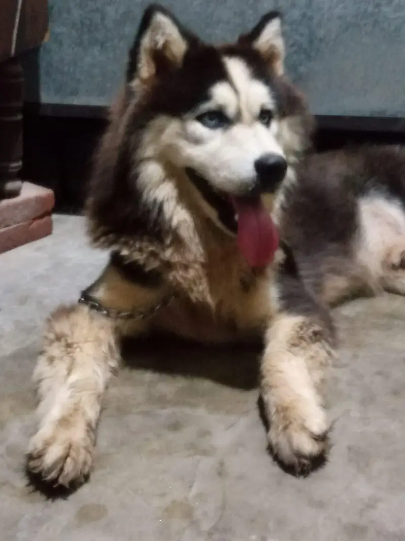 SIBERIAN HUSKY DOGS — photo 3
