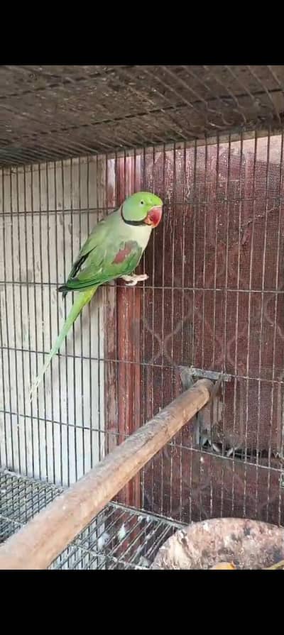 raw parrot male