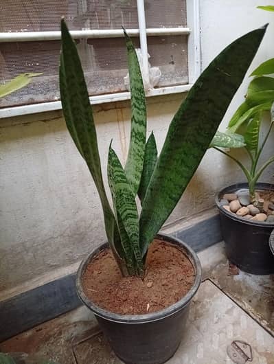 all for sale indoor plants for home