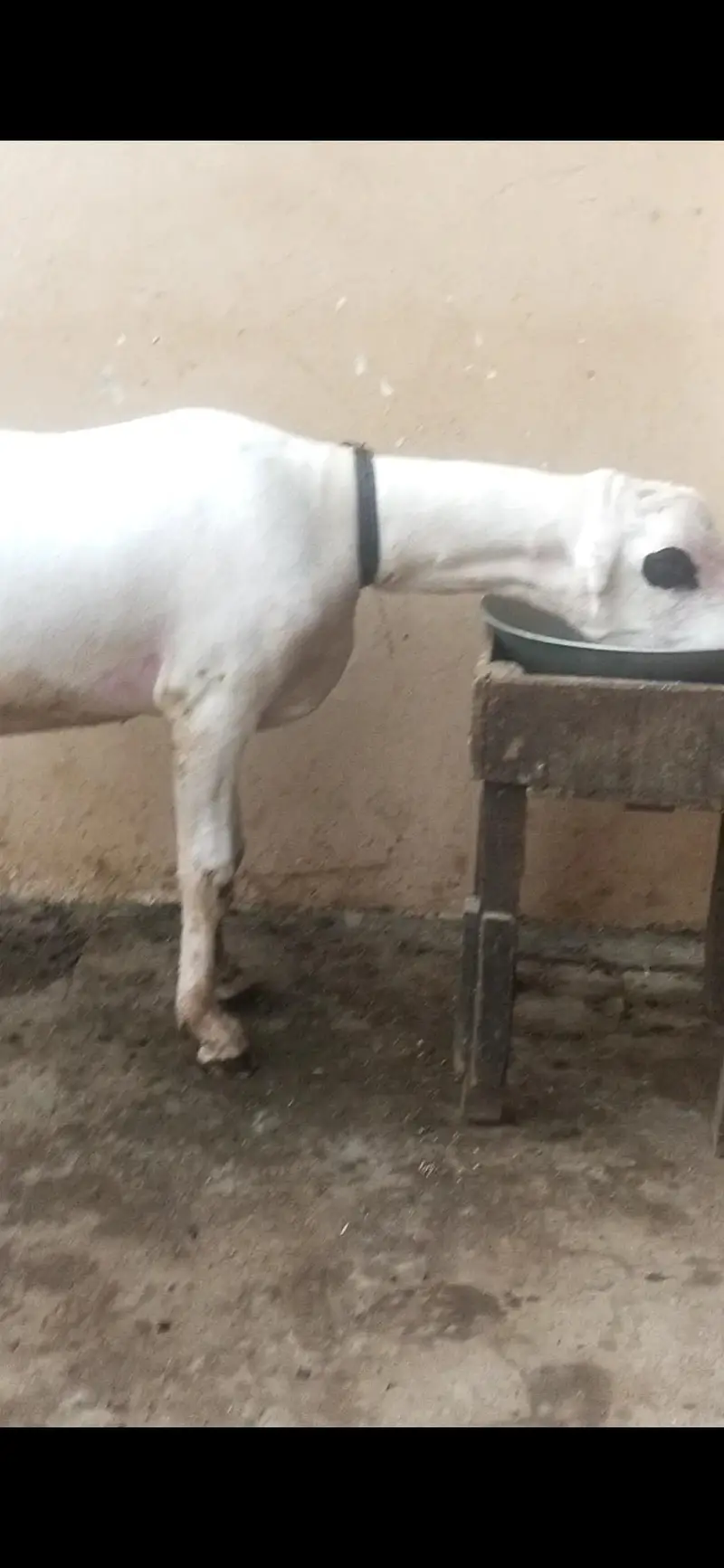 2 dant ho Raha hy hight 35 length 51 Heavy wait main ghr ka Pala Howa — photo 3