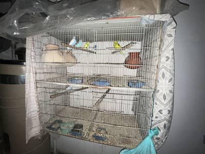 Birds cage