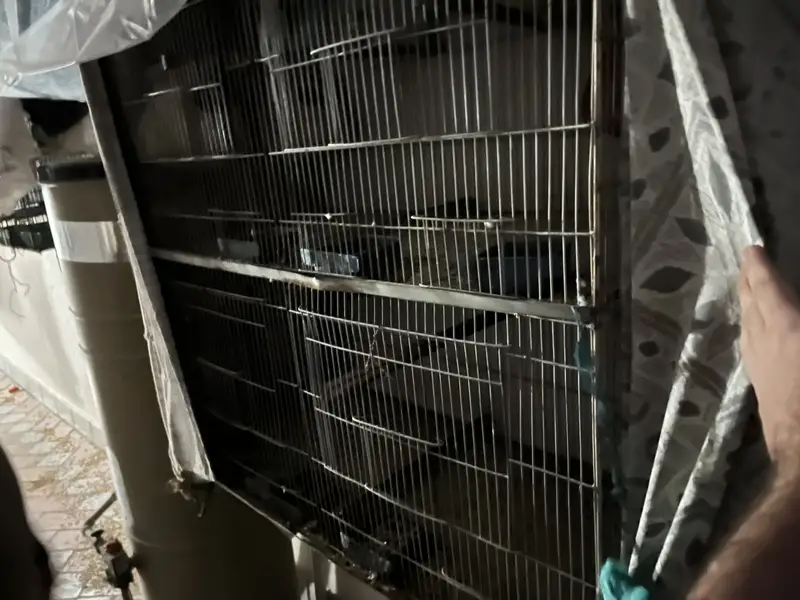 Birds cage — photo 2