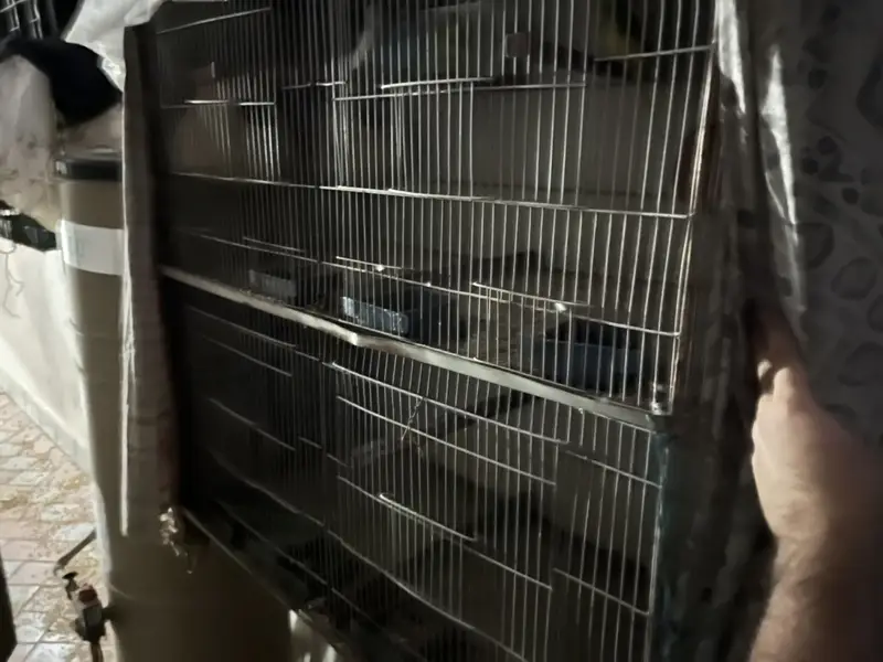 Birds cage — photo 3