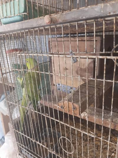 mix parrots