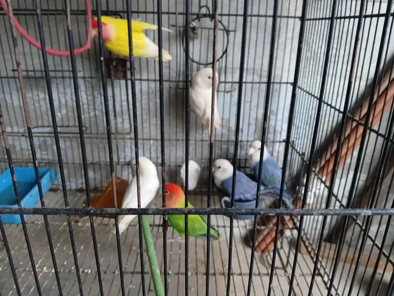 mix parrots — photo 2