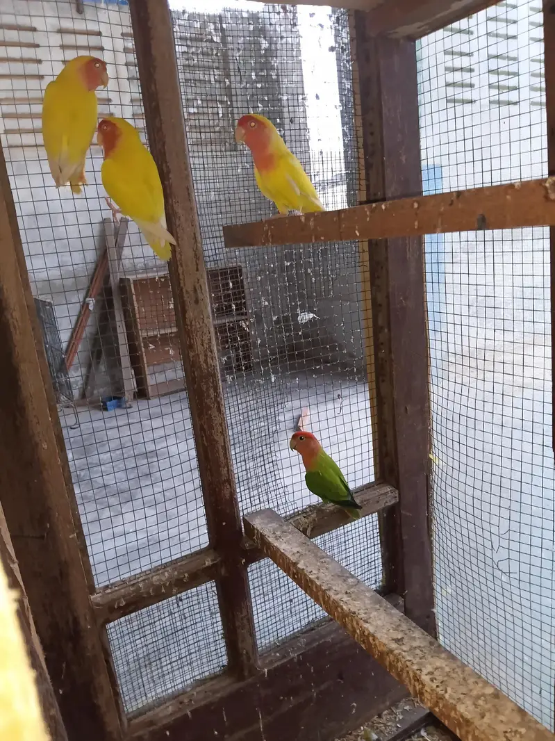 mix parrots — photo 3