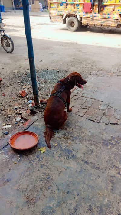 Labrador male