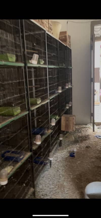 Solid Birds cages looking for new shelter