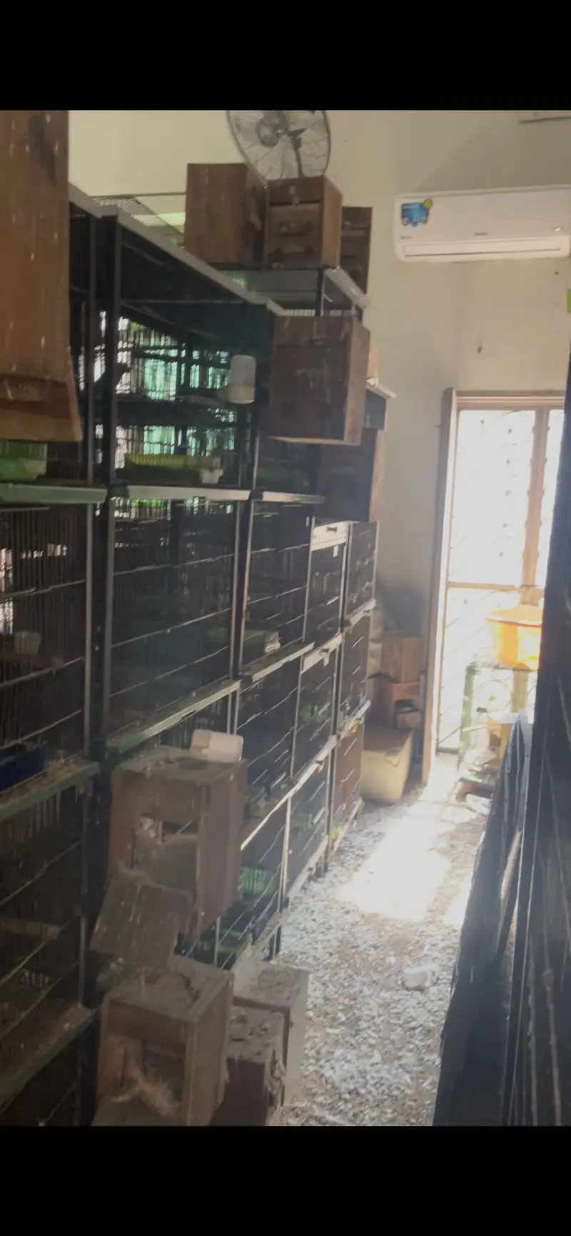Solid Birds cages looking for new shelter — photo 2
