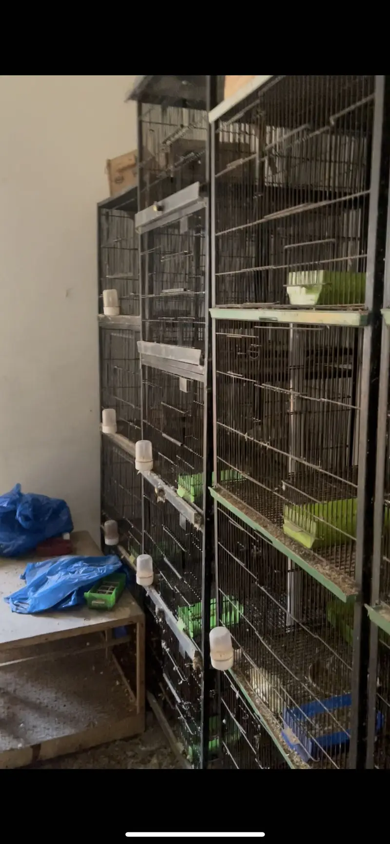 Solid Birds cages looking for new shelter — photo 3