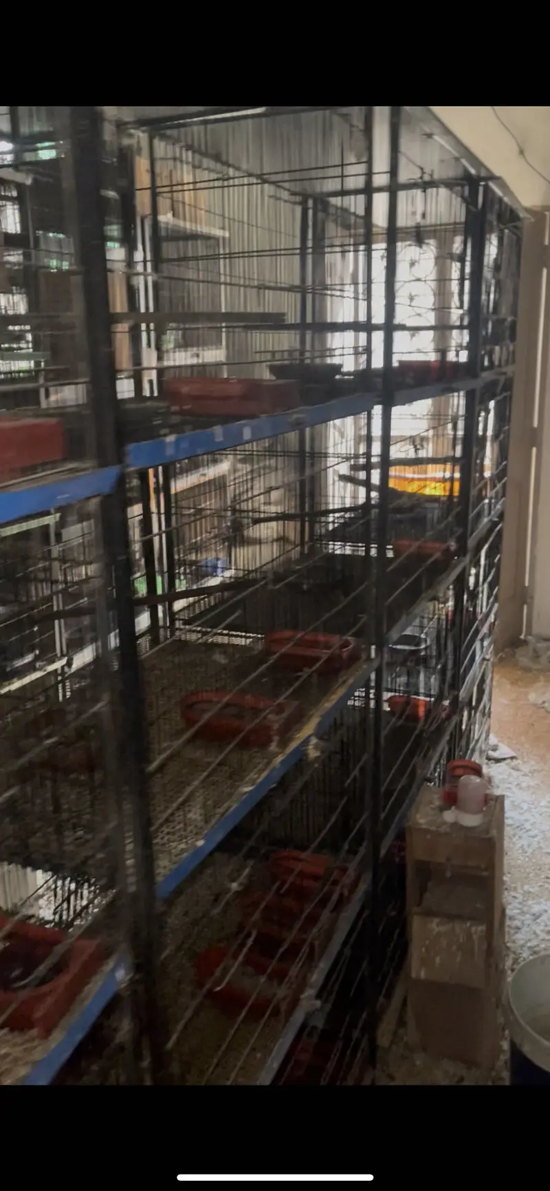 Solid Birds cages looking for new shelter — photo 4
