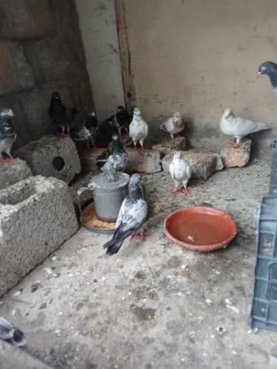 parwazi or joro walakabootar