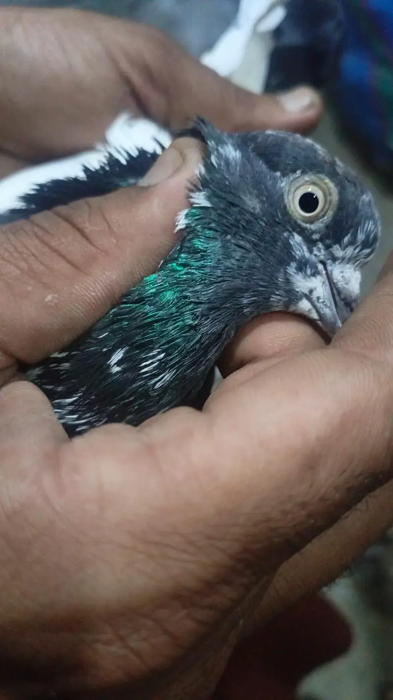parwazi or joro walakabootar — photo 2