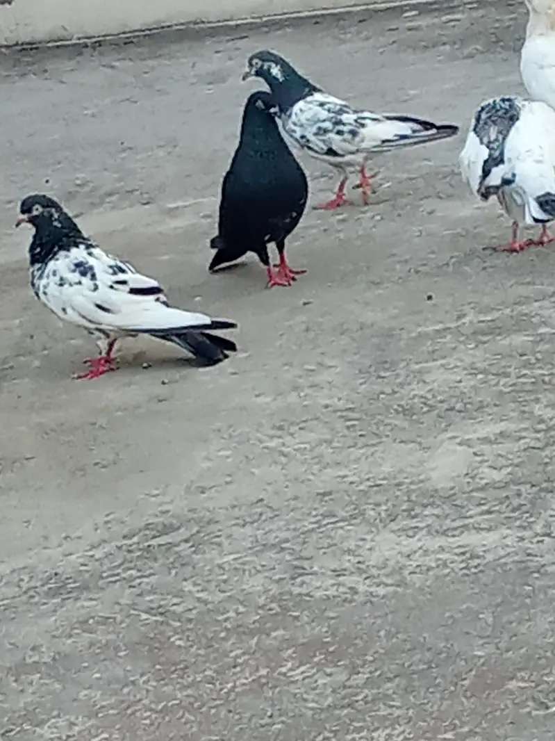 parwazi or joro walakabootar — photo 3