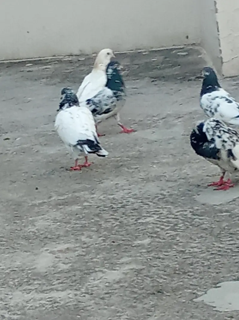 parwazi or joro walakabootar — photo 4