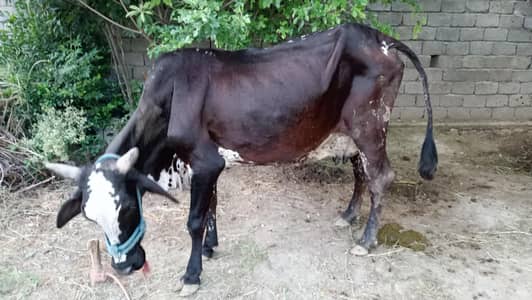 Walaiti cow 03165898187