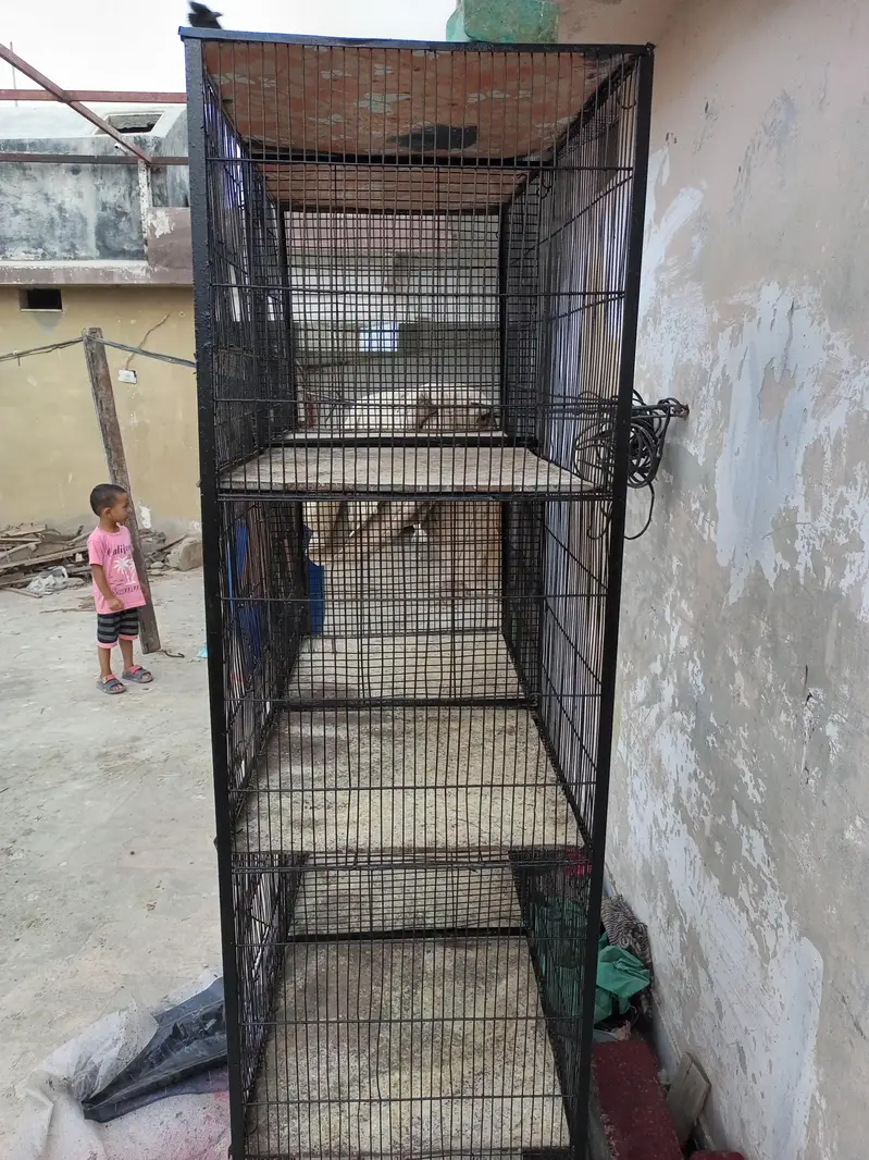 Fresh Cage — photo 4