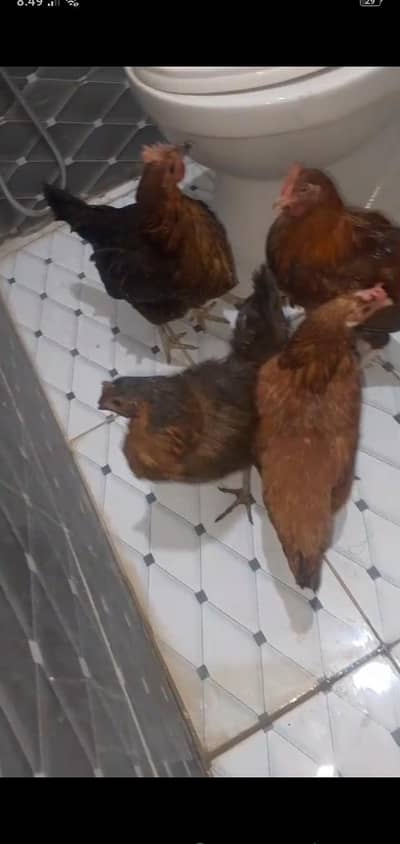 3 female aur 2 young pathy available for sale