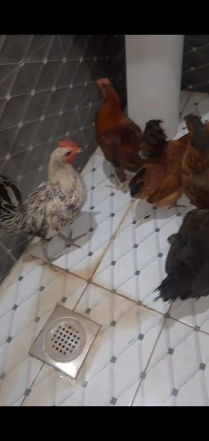 3 female aur 2 young pathy available for sale — photo 2