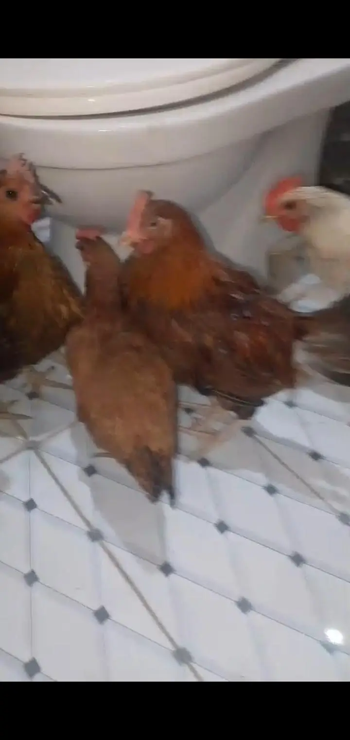 3 female aur 2 young pathy available for sale — photo 3