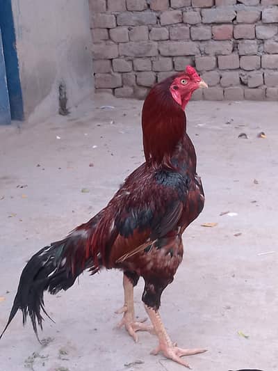 aseel