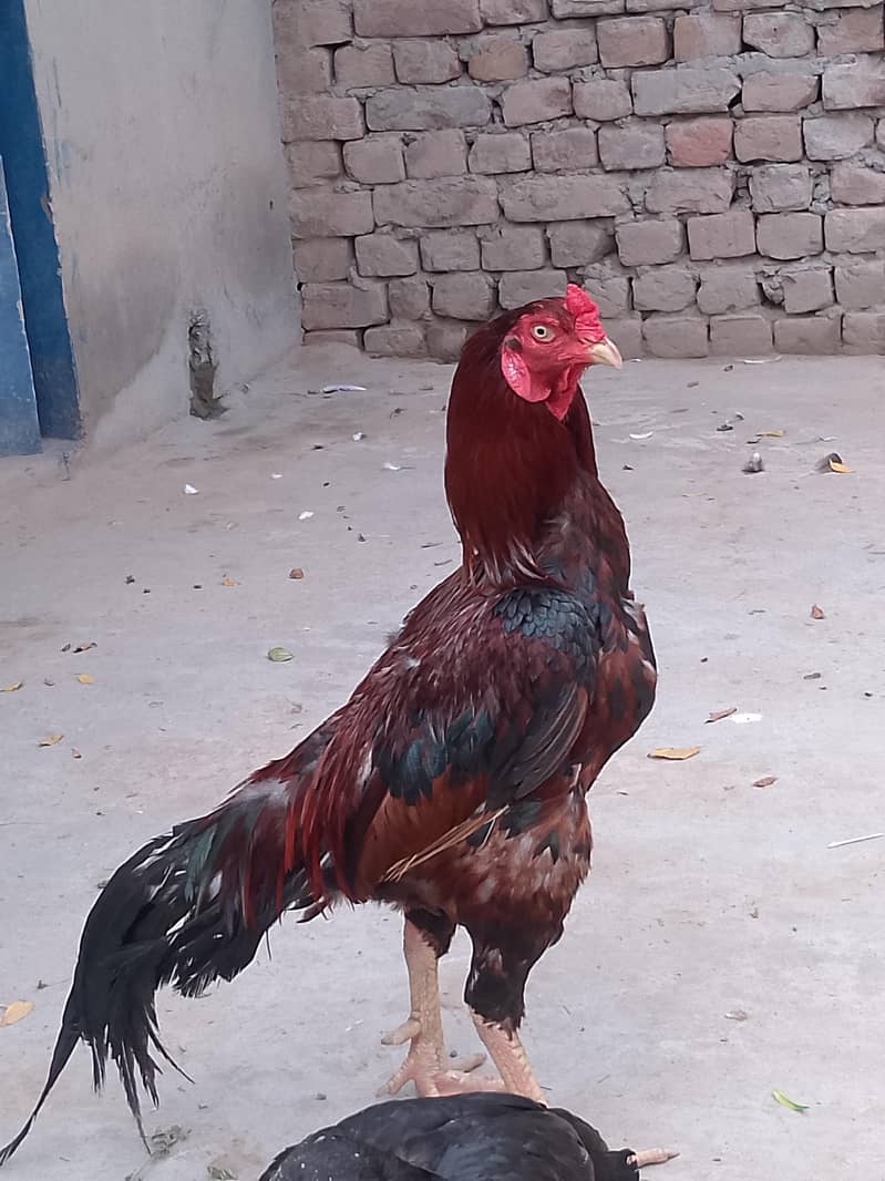 aseel 1