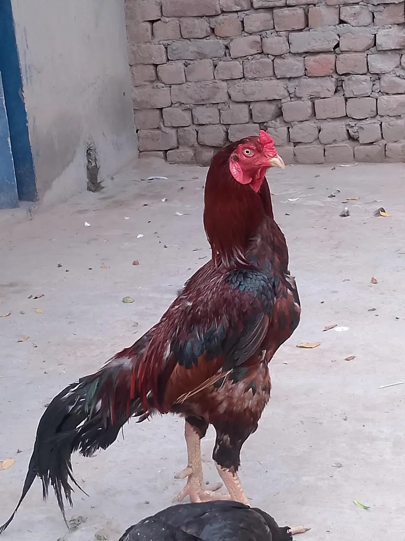 aseel — photo 2