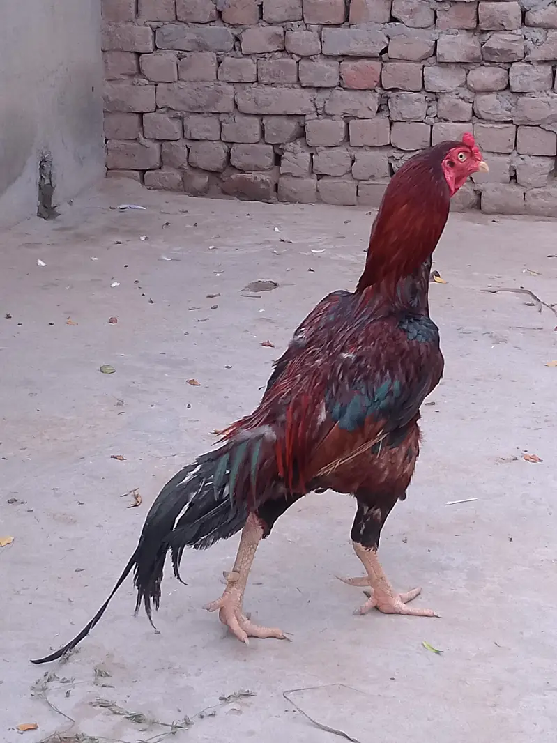 aseel — photo 3