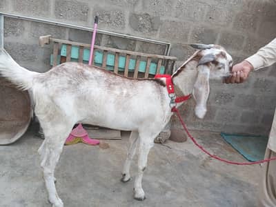 Makki cheena betal Gabban Path for sale 03162918168