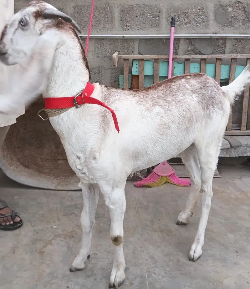 Makki cheena betal Gabban Path for sale 03162918168 — photo 2