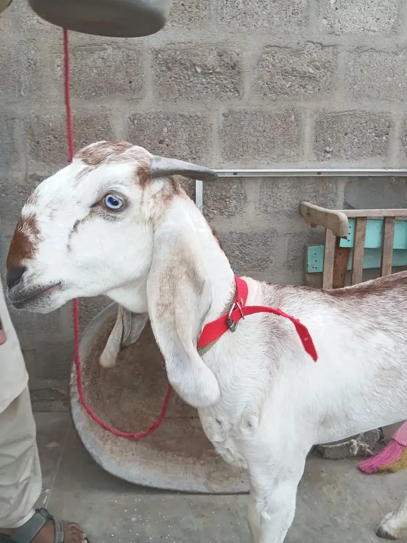 Makki cheena betal Gabban Path for sale 03162918168 — photo 3