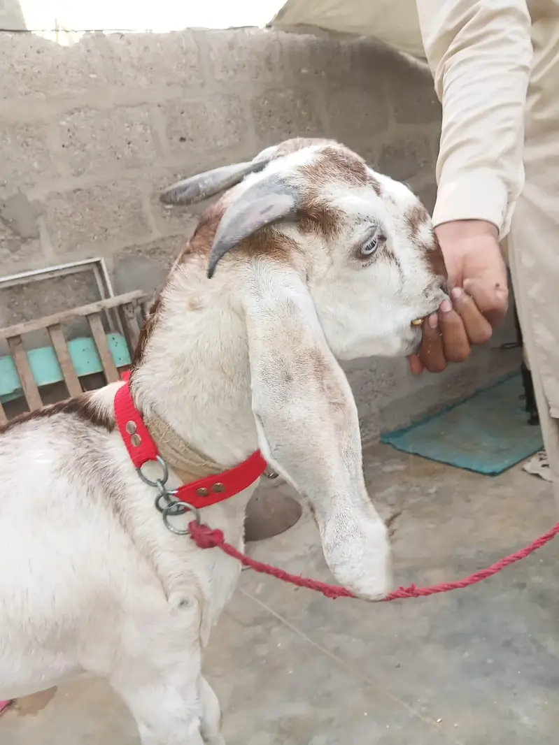 Makki cheena betal Gabban Path for sale 03162918168 — photo 4