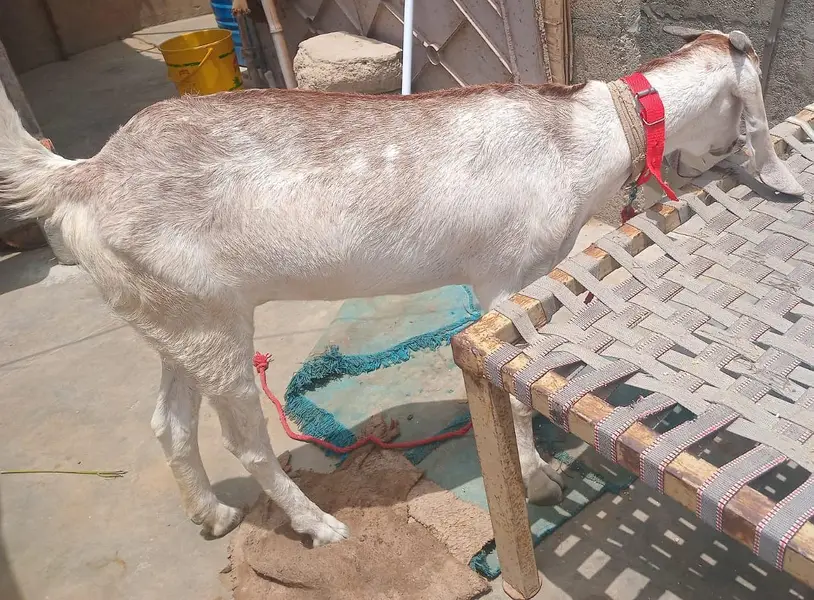 Makki cheena betal Gabban Path for sale 03162918168 — photo 6