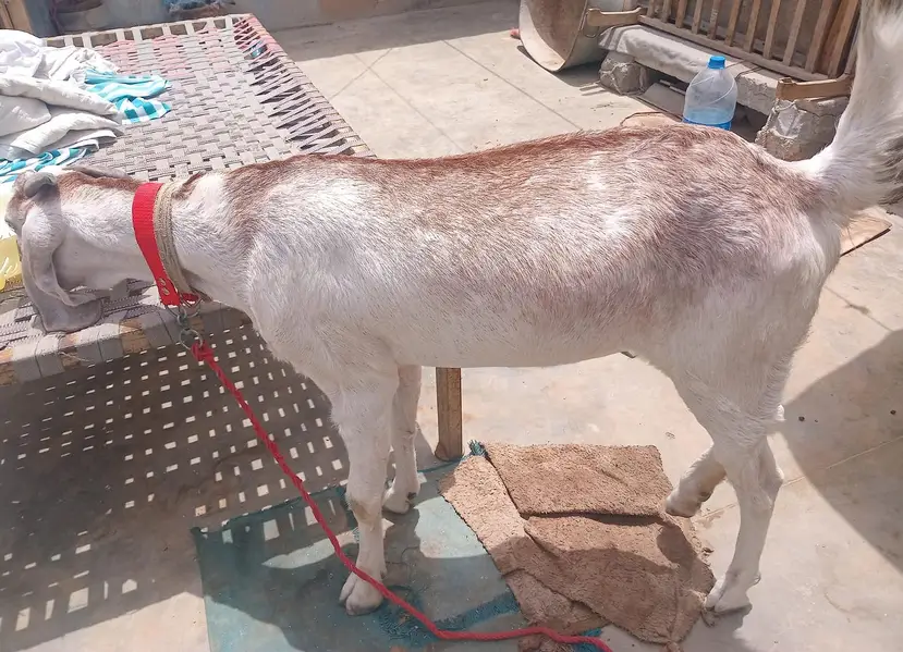 Makki cheena betal Gabban Path for sale 03162918168 — photo 7