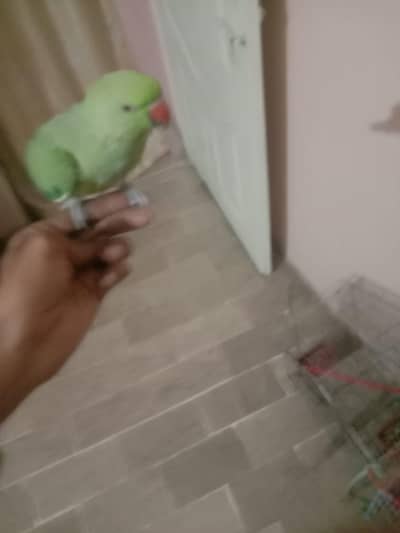 male. female